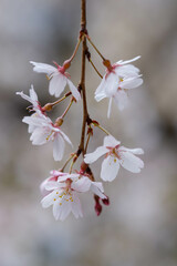 枝垂れ桜が春の心地よい風に靡く