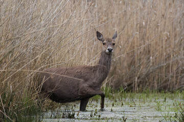 Beautiful deer Cervus elaphus in a beautiful pose, female deer doe in the game refuge, nature...