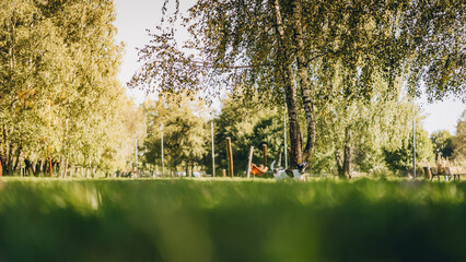 Green park with birch tree and walking dog on grass, selective focus