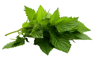 A cluster of vibrant green leaves swirling and twirling on a pristine white backdrop