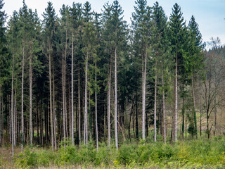 Wiederaufforstung durch Anpflanzen junger Bäume im Mischwald