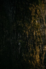 trees covered with moss in the forest