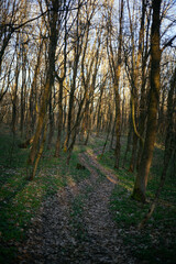 forest road leads to the mountain
