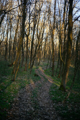 Obraz premium forest road leads to the mountain