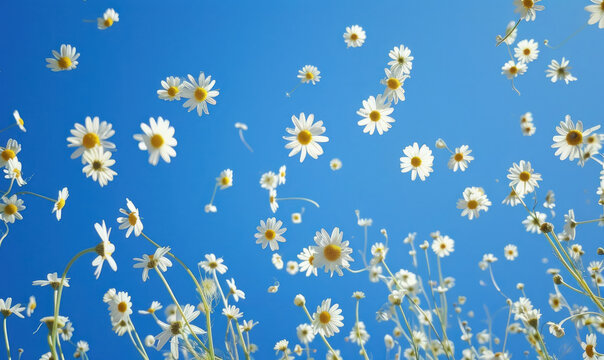 white daisies floating on a bright blue sky background