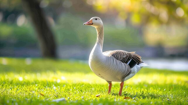 Animal wildlife photography goose with natural sunny view background. AI generated image