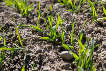 wheat field with green grass in sunny weather