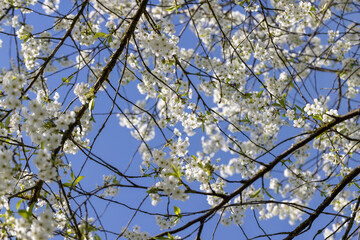 cherry blossoms in the orchard