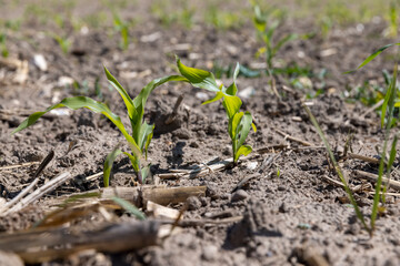 green corn sprouts growing in the field before harvest