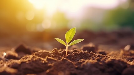 solitary sprout on dry ground in warm light behind a setting sun - obrazy, fototapety, plakaty