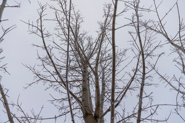 trees during cold weather in dim light in winter