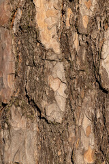 trees without foliage in the winter season