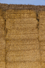 stacks of straw in the field in the winter season