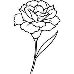 Carnation Flower Illustration Vibrant Botanical Art for Design 