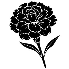 Carnation Flower Illustration Vibrant Botanical Art for Design 