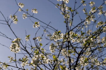 cherry blossoms in the orchard