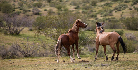 Fierce wild horse stallions fighting in the Salt River wild horse management area near Mesa Arizona...