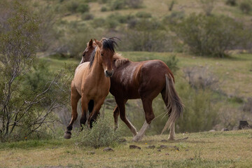 Wild horse stallions pushing and fighting in the springtime desert in the Salt River wild horse management area near Mesa Arizona United States