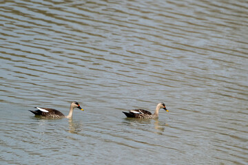 Indian spot-billed duck in the water