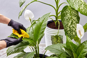 Cleaning and caring for indoor plants. Hands in black gloves wipe leaves with a damp cloth