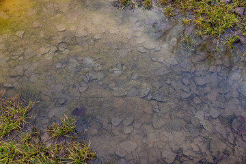 old grass and foliage in puddles after thaw and snowmelt