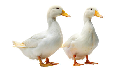 2 white ducks isolated on Transparent background. National Mother Goose Day