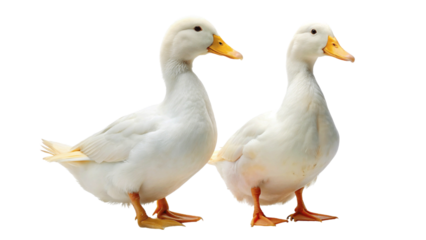 2 white ducks isolated on Transparent background. National Mother Goose Day