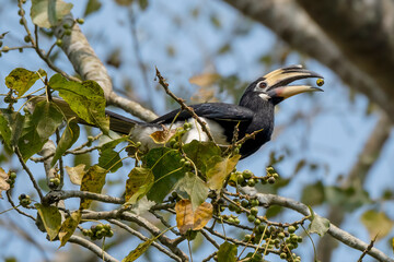 oriental pied hornbill sitting on a large tree