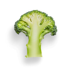 Delicious green broccoli cut in half prepared for cooking as an ingredient, with transparent background and shadow