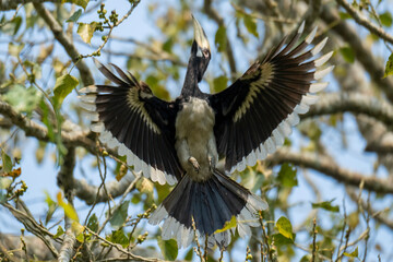 oriental pied hornbill sitting on a large tree