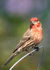 Red House Finch
