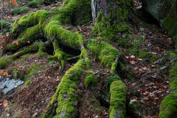 moss covered tree