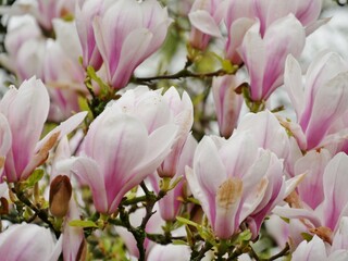 Blühender Magnolienbaum im Frühling