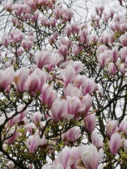 Blühender Magnolienbaum im Frühling