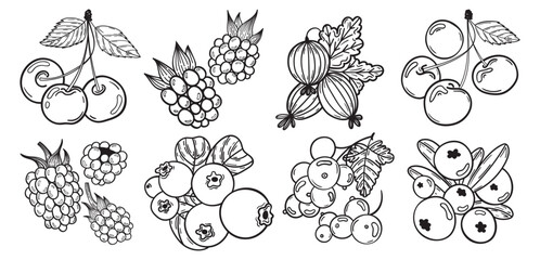 Collection of hand-drawn garden and forest berries. Sketch of fruit botany by ink. Summer vector illustration of raspberry, cherry, blackberry, gooseberry, blueberry, currant, and cranberry.