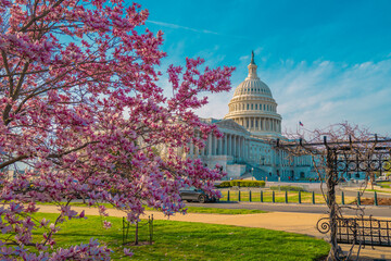 Capitol building at spring blossom magnolia tree, Washington DC. U.S. Capitol exterior photos....