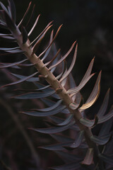 Close-up of a plant stem with green leaves against a dark background