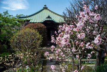 鎌倉243　収玄寺　桜