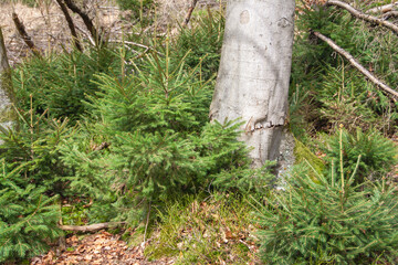 Obraz premium small fir trees on a beech tree