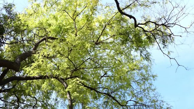 Tipuana tipu, also known as tipa, rosewood and pride of Bolivia, is a South American tree. It is the only member of the genus Tipuana, monophyletic Pterocarpus clade within the Dalbergieae.