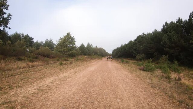 French Way of Saint James - pilgrims walking the Camino between Villafranca Montes de Oca and San Juan de Ortega, province of Burgos, Castile and Leon, Spain