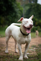 Happy White Dog Smiling With Eyes Closed in Nature