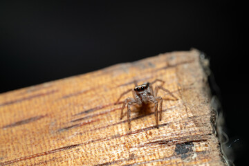 Close-Up of a Jumping Spider on Wood Bark