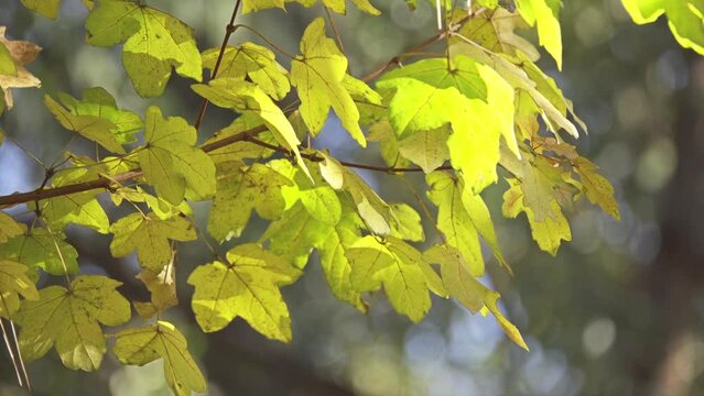 Acer campestre, known as field maple