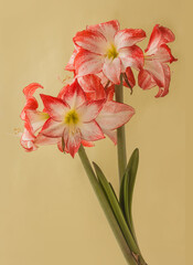 Bloom red and white Amaryllis (Hippeastrum)  "Spotlight"