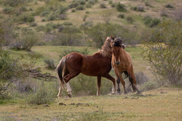 Fighting wild horse stallions in the springtime desert in the Salt River wild horse management area near Phoenix Arizona United States