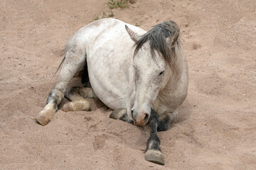 White wild horse stallion laying down to roll in a dry sand creek in the Salt River wild horse...