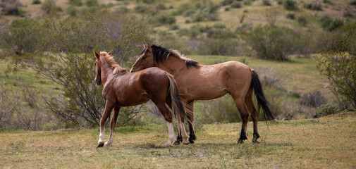 Wild horse stallions sizing each other up before fighting in the springtime desert in the Salt River wild horse management area near Mesa Arizona United States
