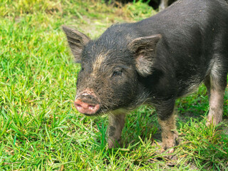 Piglet Baby Pig Black in a field of Green Grass
