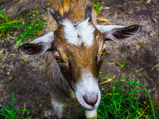 Goat with Black, White and Gold Color On Its Face and Yellow Eyes
